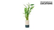 2.5&quot; Lucky Bamboo