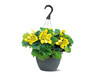 10&quot; Yellow Begonia Hanging Basket
