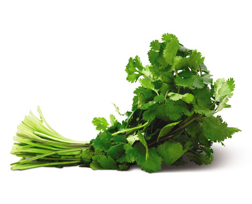 Cilantro