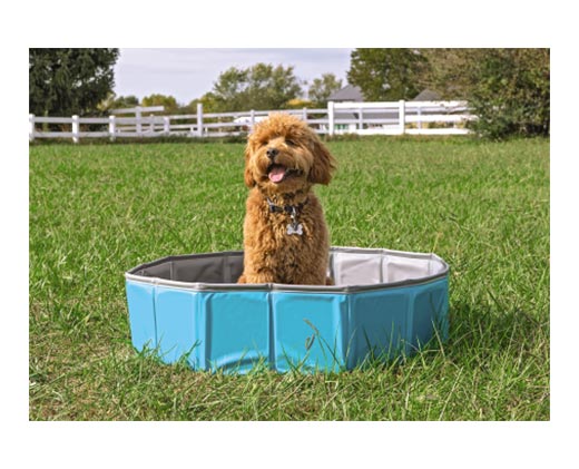 Heart to Tail Medium Collapsible Pet Pool In Use