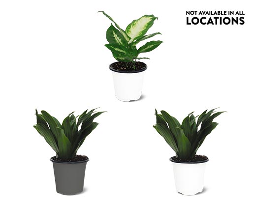 4&quot; Foliage Assorted Varieties View 2. Not available in all locations