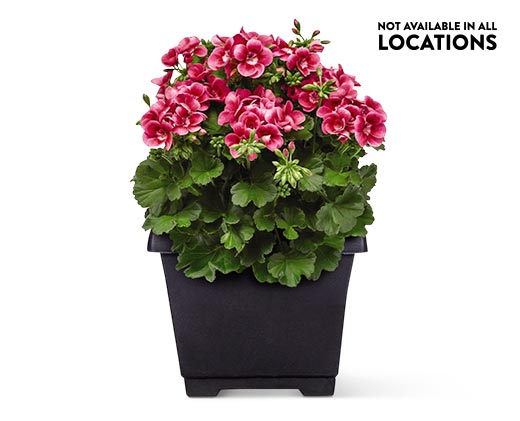 8&quot; Patio Planter View 3. Not available in all locations